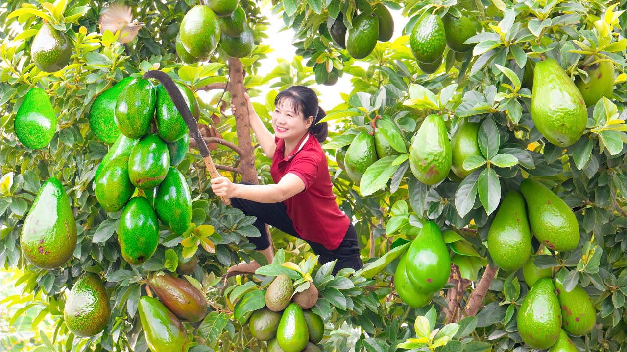 FULL VIDEO:Harvest Wax Avocado,Diamond Kumquat,Mango & Go to the market sell - Take care of animals