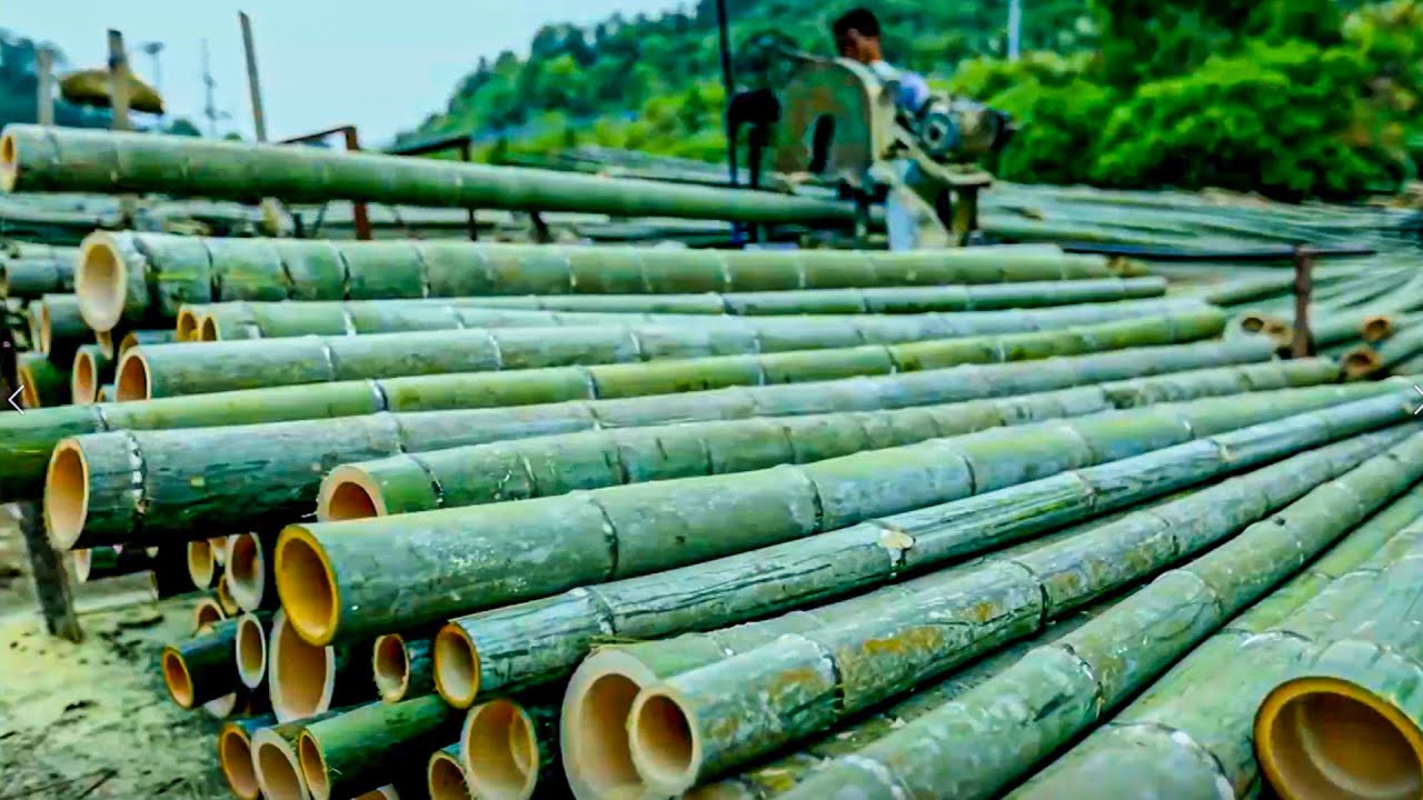 Bamboo Harvesting Process | Modern Bamboo Processing Factory | Amazing Bamboo Harvesting Machine