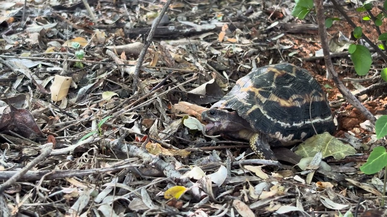 Spider Tortoise (Pyxis arachnoides) having breakfast in the spiny forest.