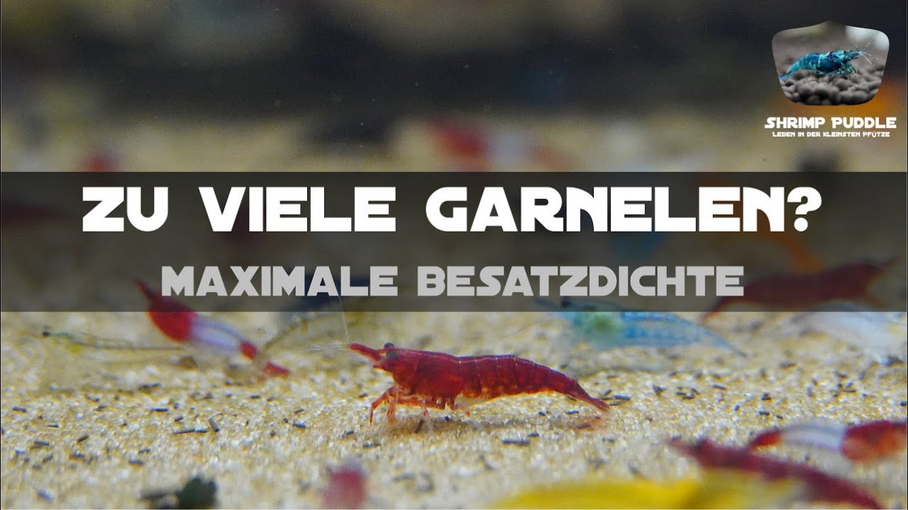 WIEVIEL GARNELEN SIND ZU VIEL?