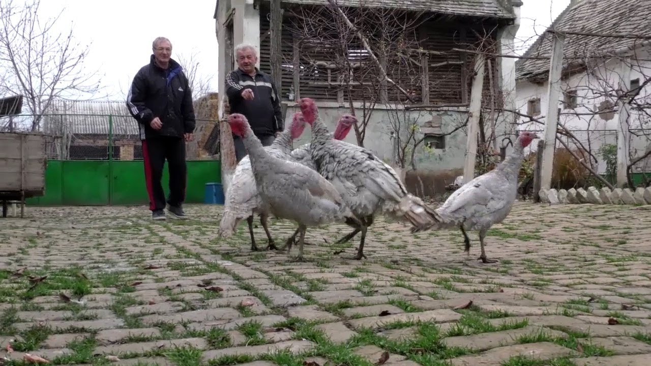 DOBRIČKA ĆURKA-SPAS OD ZABORAVA!