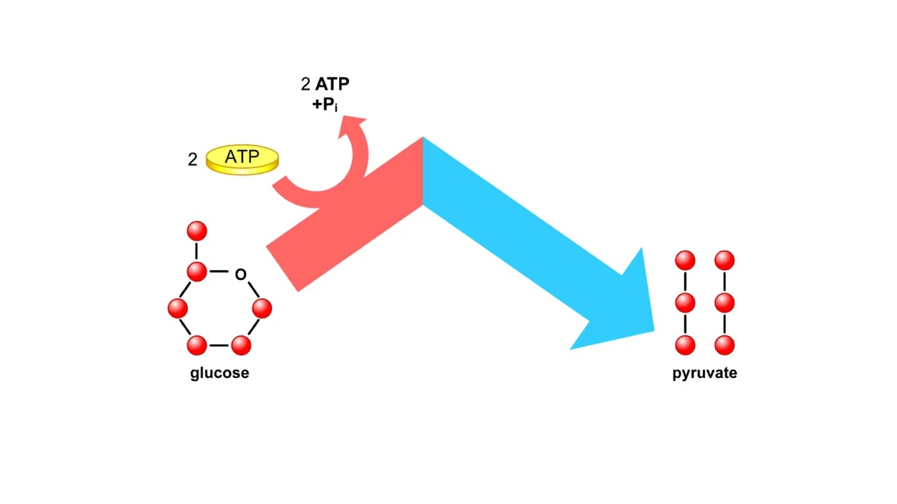 Energy inputs and release in glycolysis  Animation