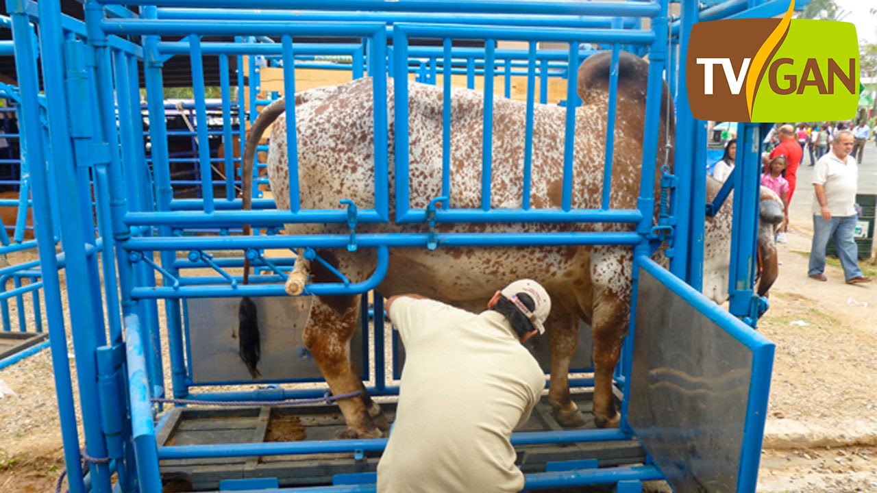 Brete para Manejo Bovino Induganavet - TvAgro por Juan Gonzalo Angel