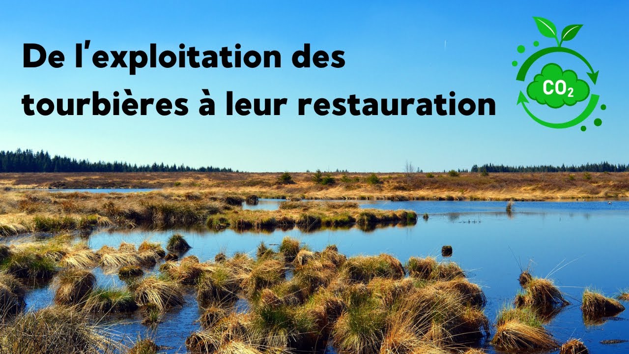 Les tourbières : un poumon pour la planète