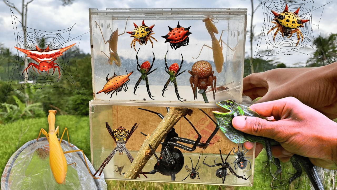 Hunting Top Strawberry Spider In The Wild !! Chameleon, Asian Praying Mantis, Lizard