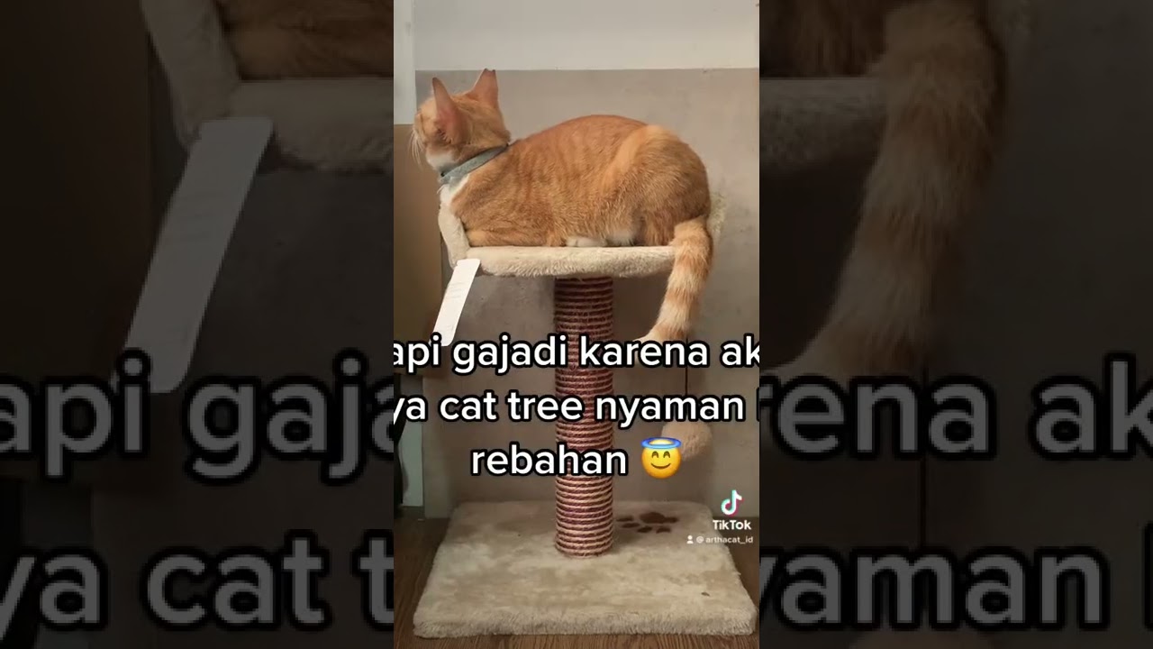 Mending rebahan di cat tree mahal aku! 💅 