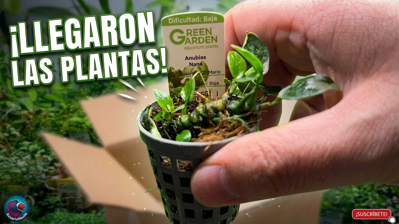 Unboxing plantas aquáticas Green Garden y adecuacion completa