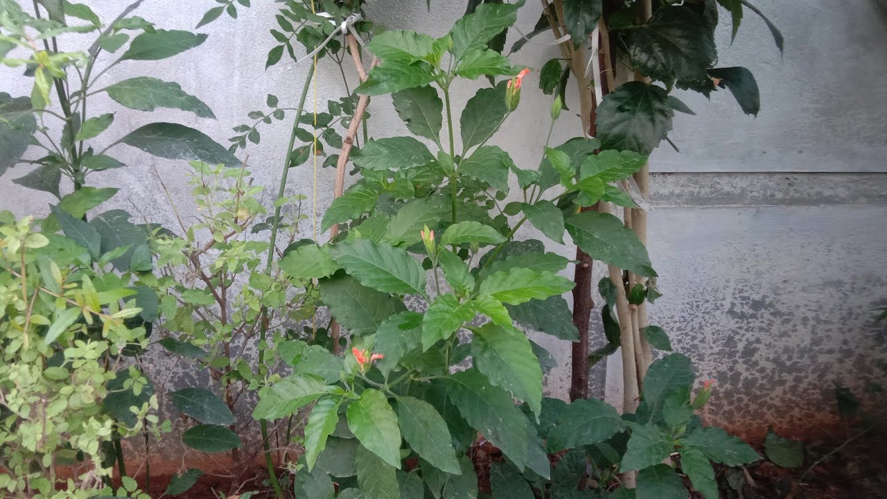 மாடித்தோட்டம் // Terrace garden flowers 