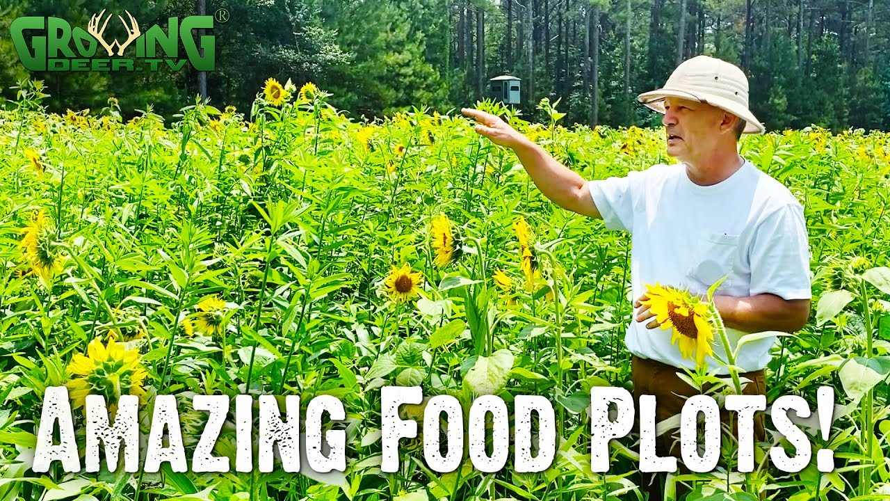 Summer Food Plot Explodes!