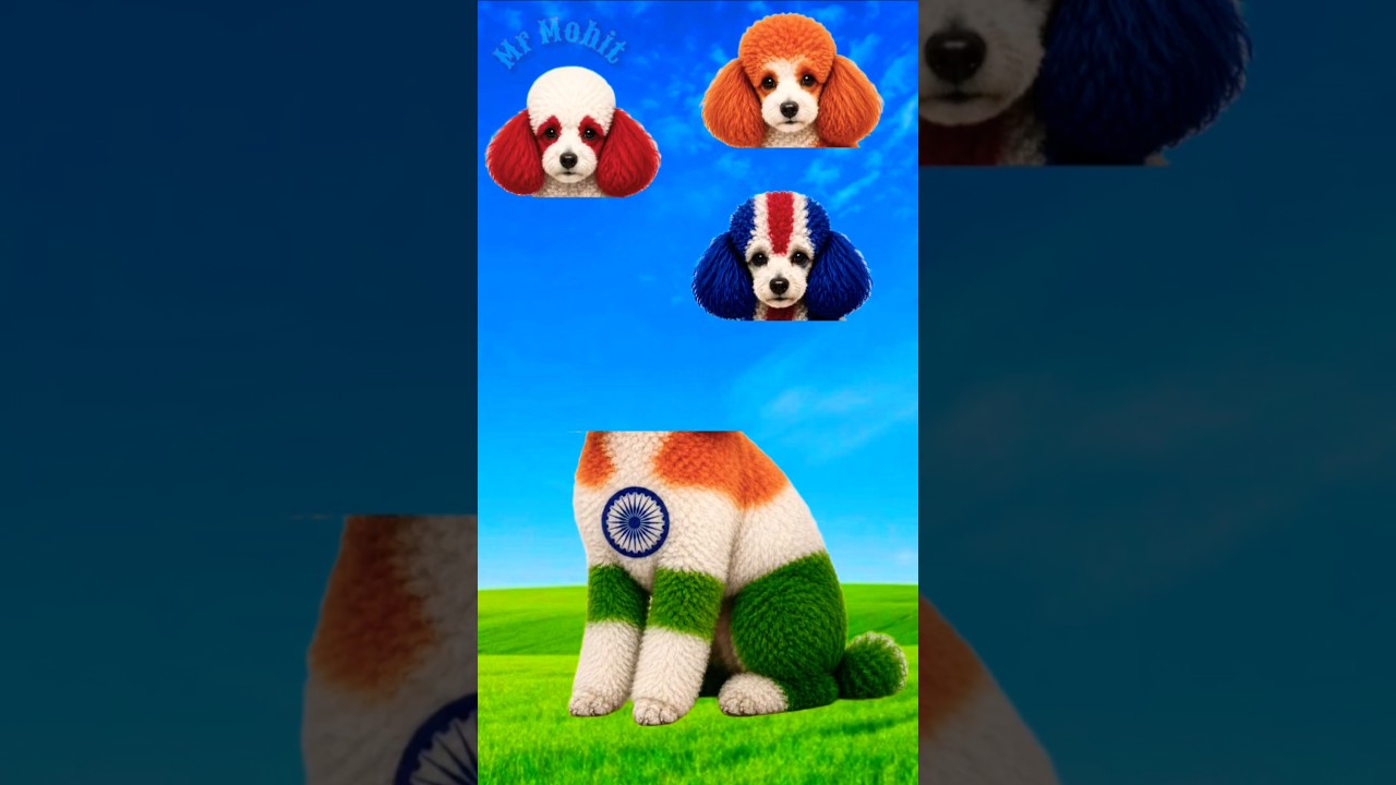 15 August 2026 happy independence day 🫡❤️ #dog #india #shorts  #independenceday