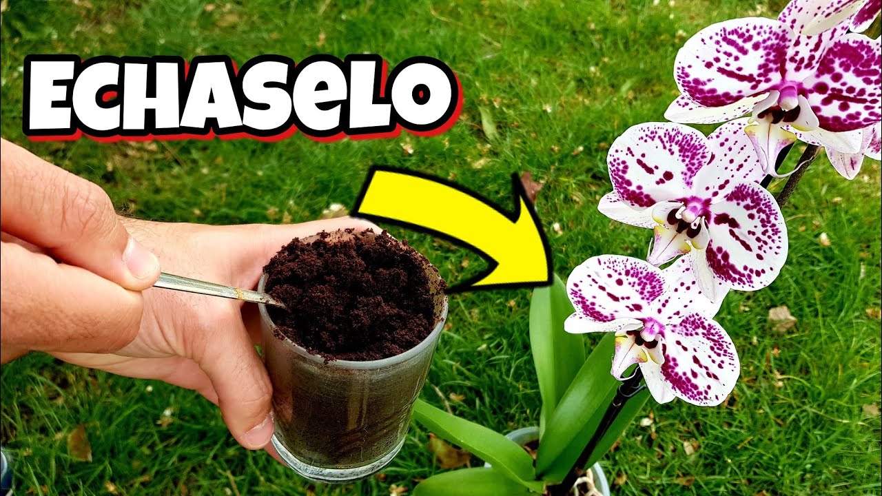 CAFÉ en ORQUIDEAS! MIRA que OCURRE | Abono y Fertilizante Casero organico para Plantas de orquideas