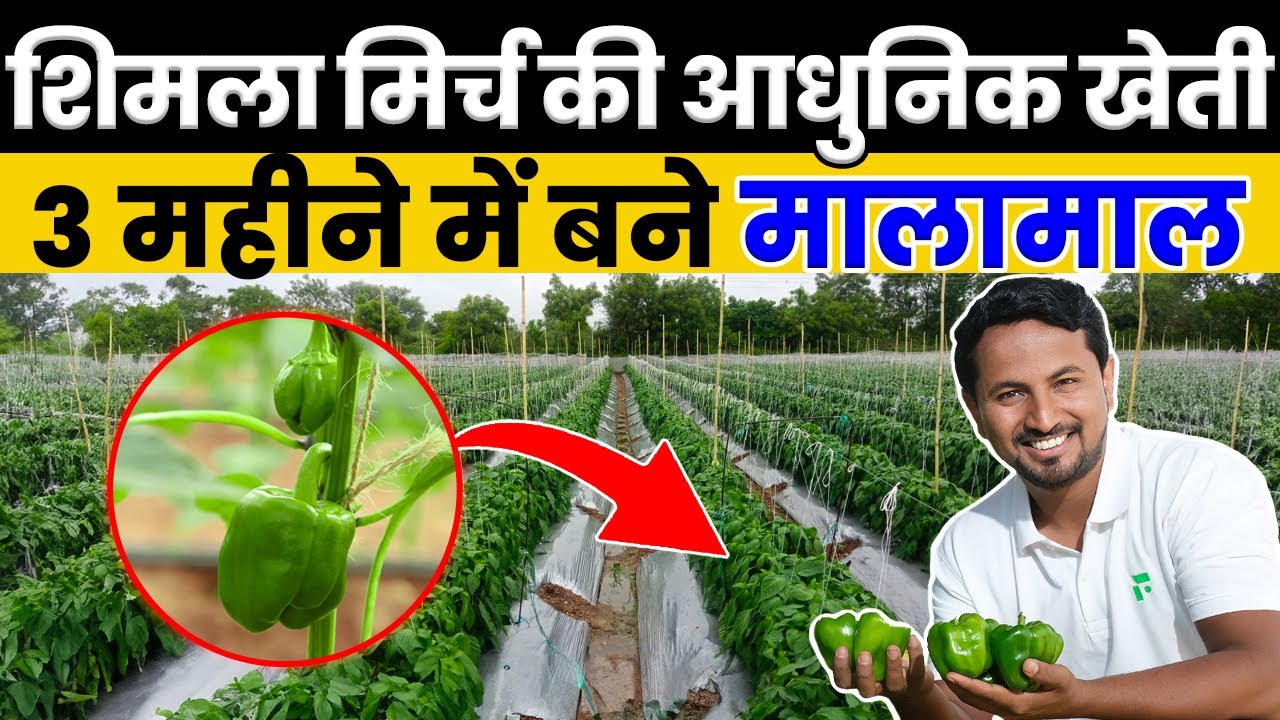 Plantation से लेकर Harvesting तक का पूरा Plan🤑😱Capsicum Farming की A to Z जानकारी💯🔥Indian Farmer
