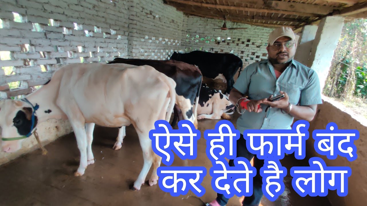 ऐसे ही फार्म बंद कर देते है लोग//   pintu singh dairy mahuwa Vaishali Bihar