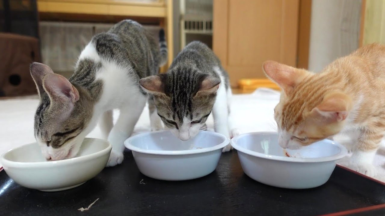 子猫たちに初めておやつをあげてみた結果…