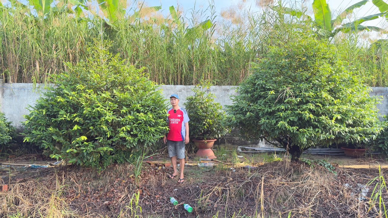 MAI V&Agrave;NG  TET2026 (#O988866224 TO&Agrave;N ) 15/12/225  -  @bonsai Can Tho