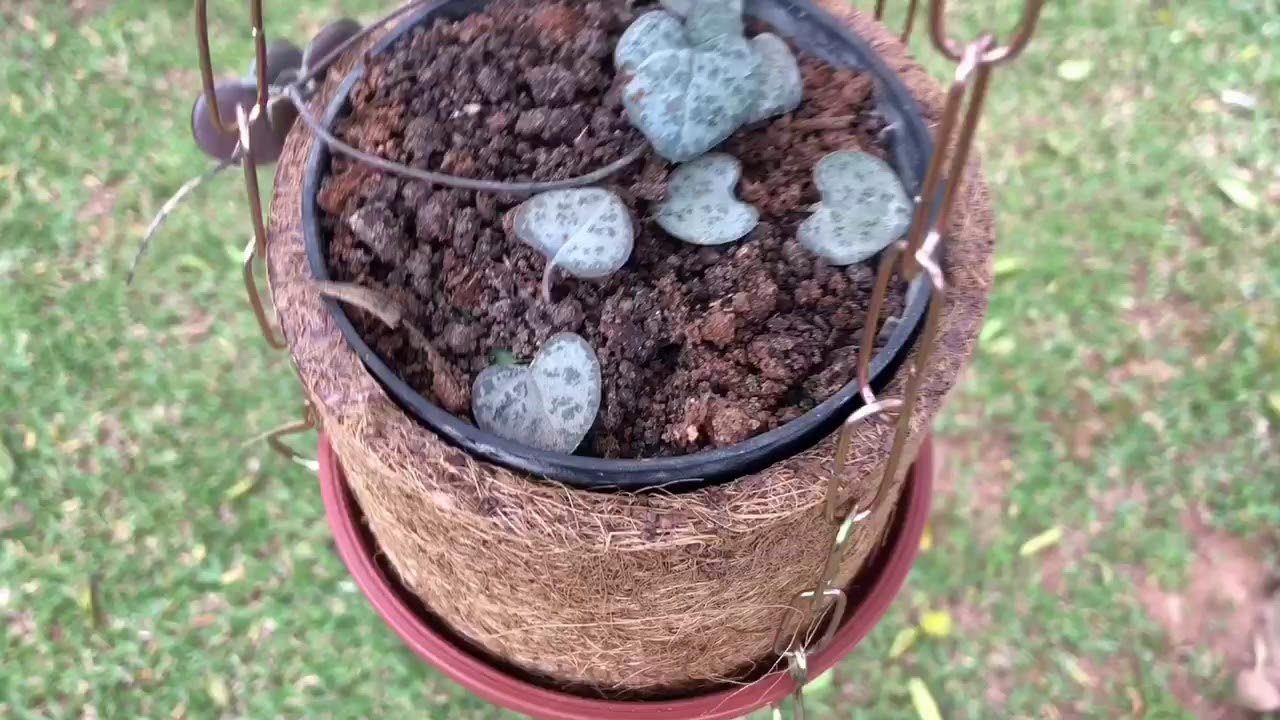 Suculenta Cora&ccedil;&otilde;es emaranhados - Ceropegia Woodii com flores