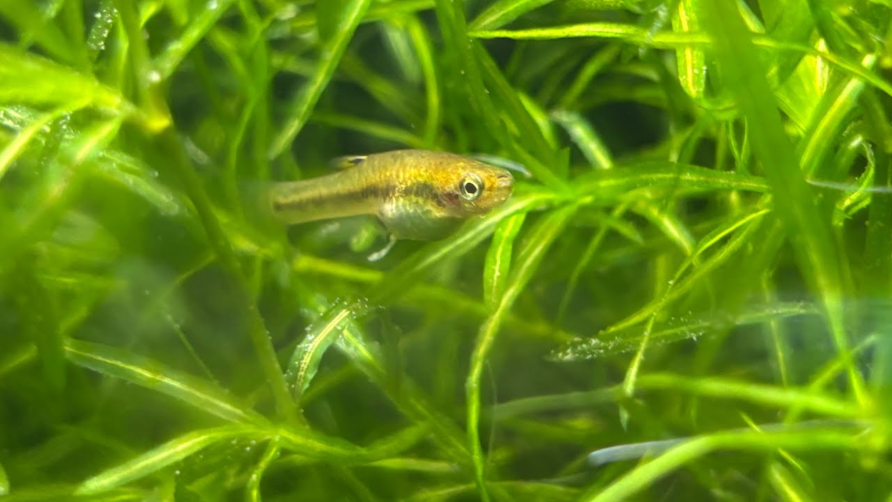 Least Killifish- Heterandria Formosa part 1 4K Quality Video