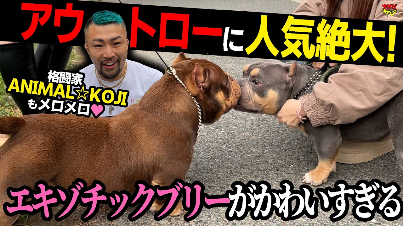 ピットブルともフレンチブルとも違う！『エキゾチックブリー』の魅力をブリーダーさんに教えてもらいました