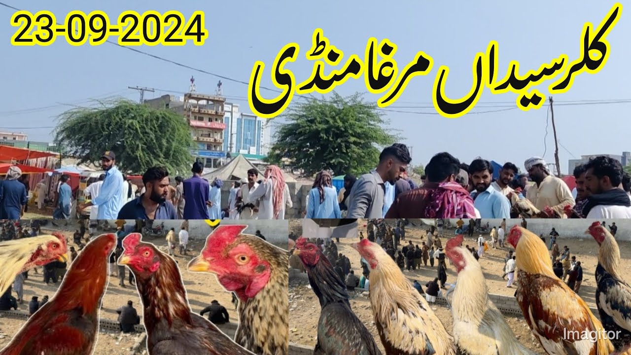 Kallar Syedan Murga Mandi | Part-1