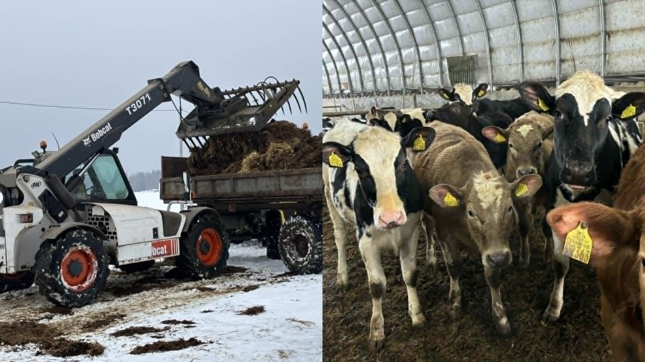 #6🔥Obornik z hali łukowej🔥🐄