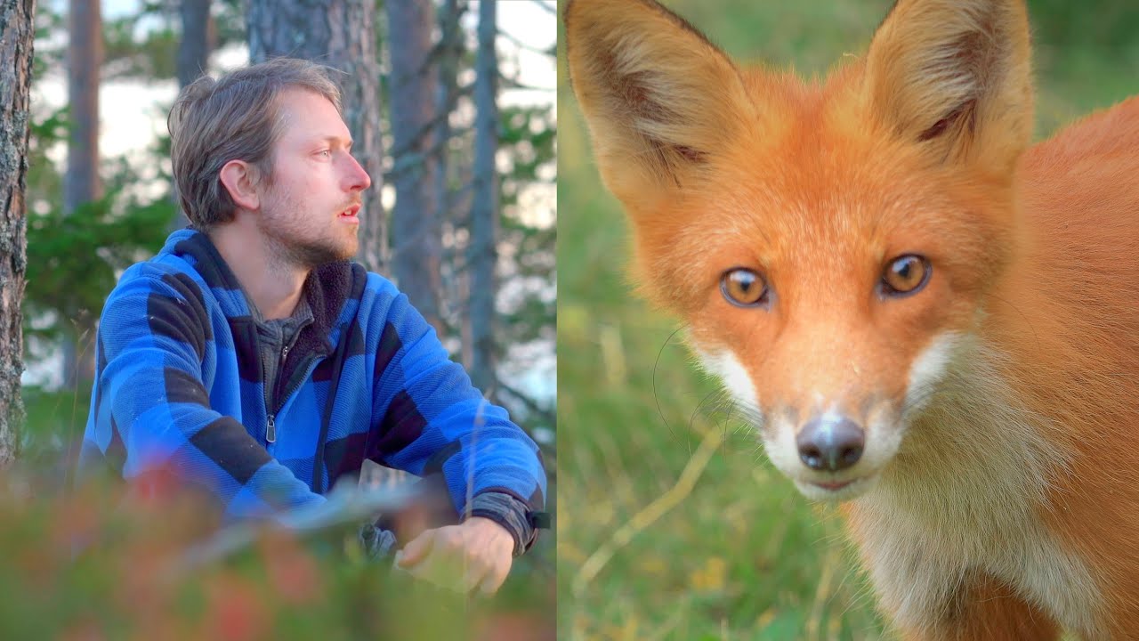 Wild Fox Encounter as Autumn Arrives