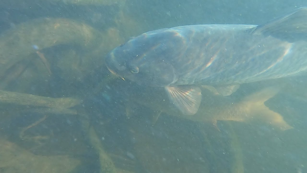 Je trouve un nouveau spot en Loire pour PÉCHER LA CARPE