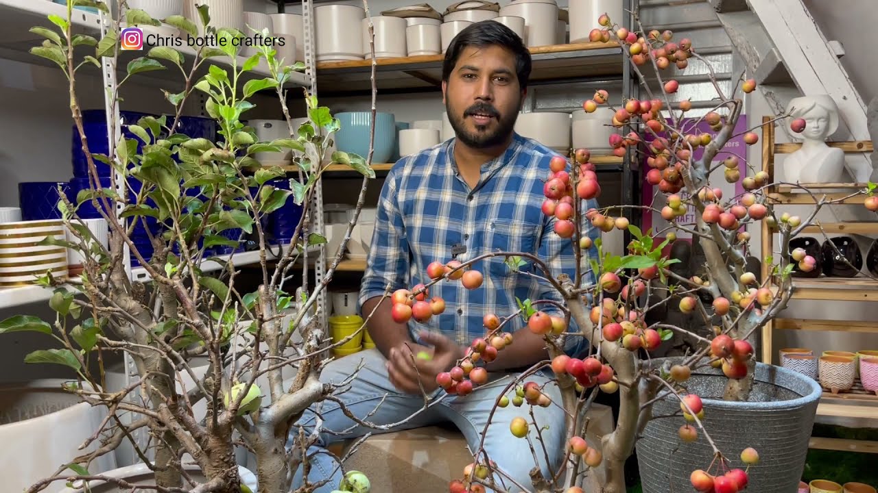 കേരളത്തിൽ  ആപ്പിൾ മരത്തിൽ നിന്ന് ആപ്പിൾ പറിച്ചു കഴിക്കാം apple tree bonsai in Kerala