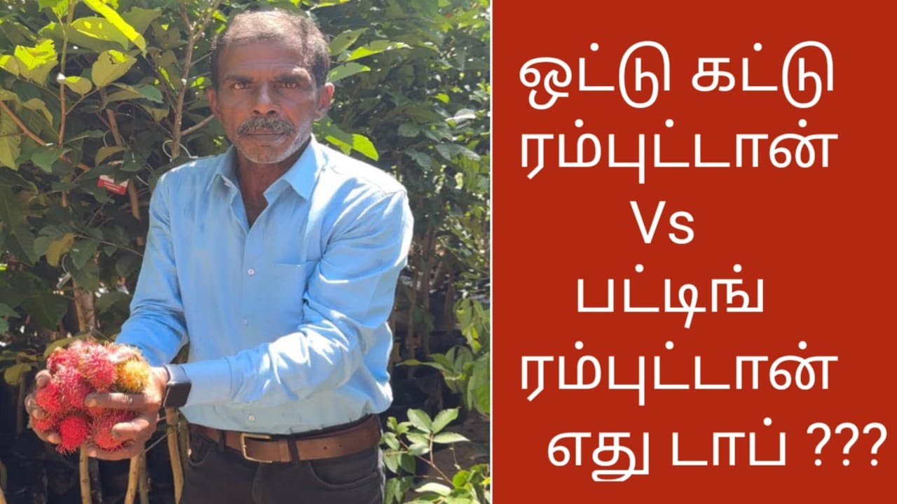 ஒட்டு ரம்புட்டான் Vs பட்டிங் ரம்புட்டான் எது டாப் ? என்ன வித்தியாசம்? | Rambutan Vs Budding Rambutan
