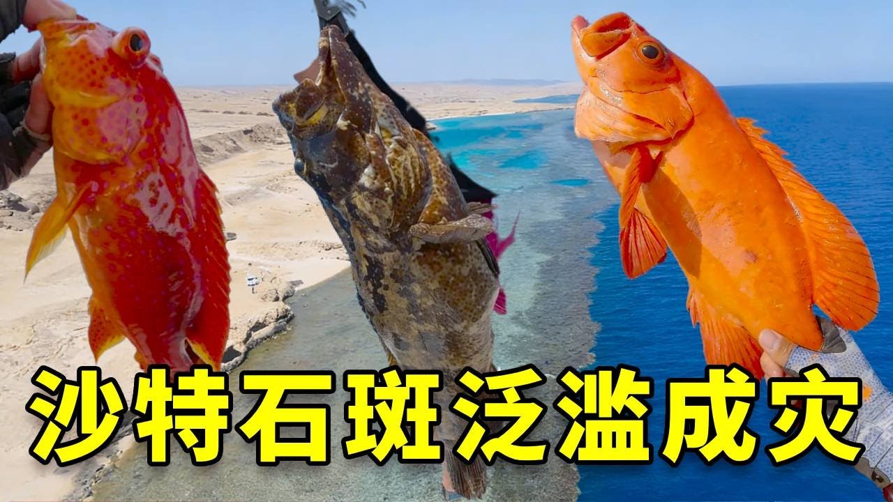 听说在沙特阿拉伯石斑鱼泛滥成灾，我带女友火速赶往沙特，包船出海一探究竟 #大豪夫妇 #fishing #大魚 #戶外 #沙特