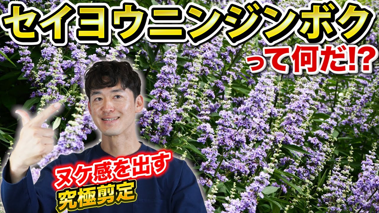 【お庭で使える中木①】洋風感が高く、大きくならない魅力の詰まった中木セイヨウニンジンボク
