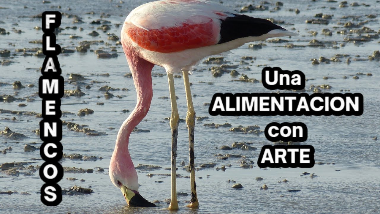 La alimentacion de los flamencos - Vida de los flamencos