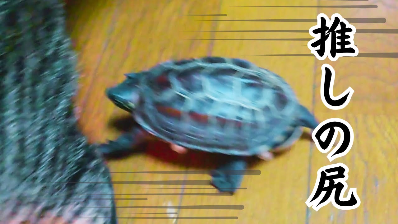 だんだん速くなるスケボー亀【Skateboard turtle getting faster and faster】