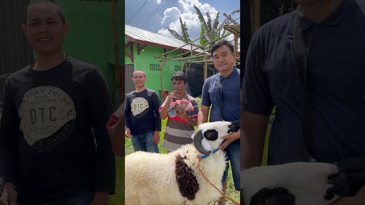 Transaksi domba lokal 45jt #dombalokal #sheep