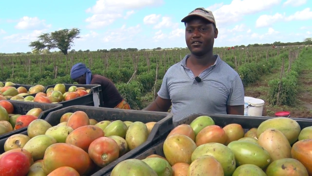 Propriedade de Frederico Chambal está a produzir 100 toneladas de tomate por hectare
