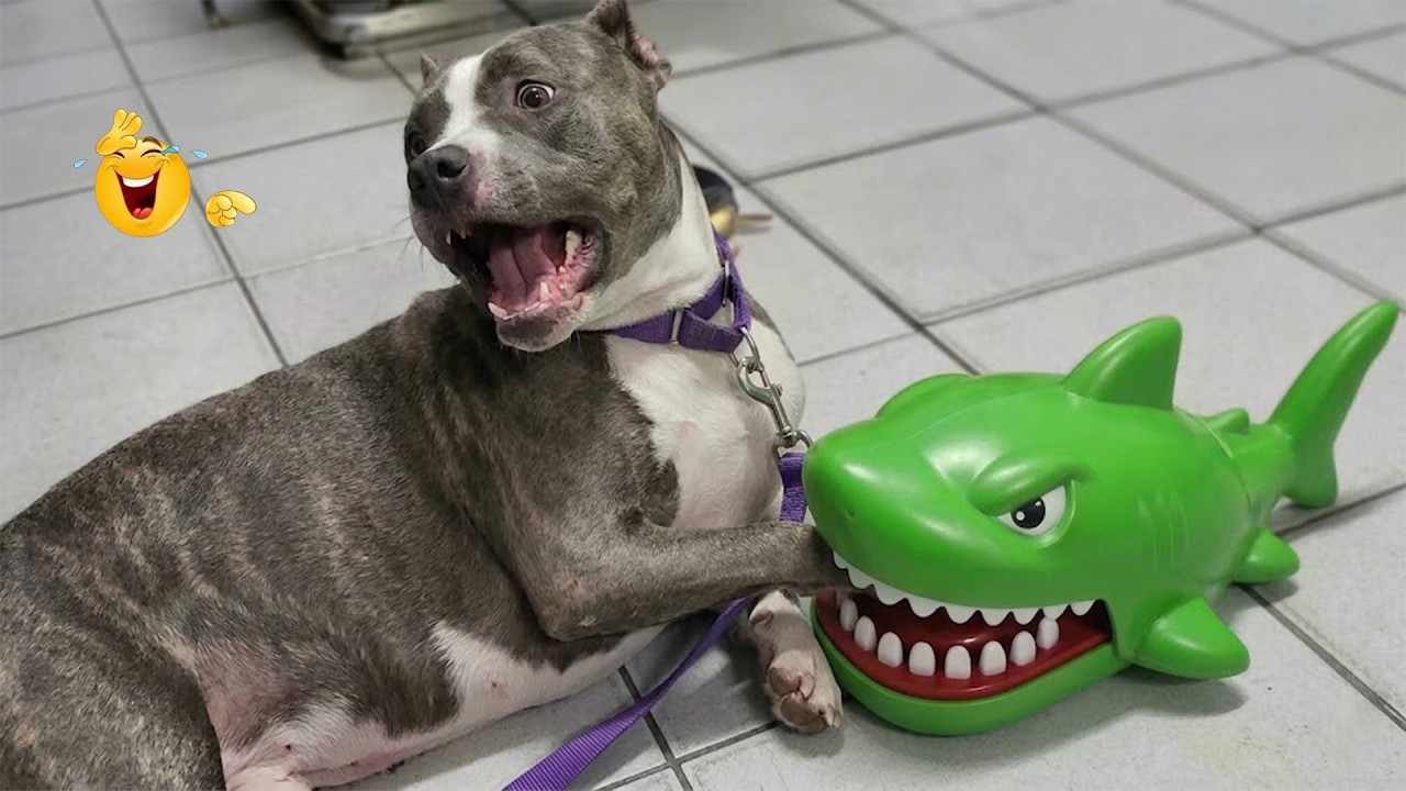 You Will Die Laughing At These Cats and Dogs 😹🐶 The Funniest Dog Moments Compilation 🐾