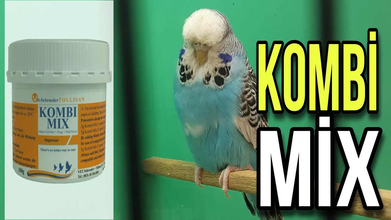 TOLLİSAN KOMBİ MİX + MED TOLLYAMİN FORTE KULLANIMI - ( Muhabbet Kuşu &Uuml;retimi )