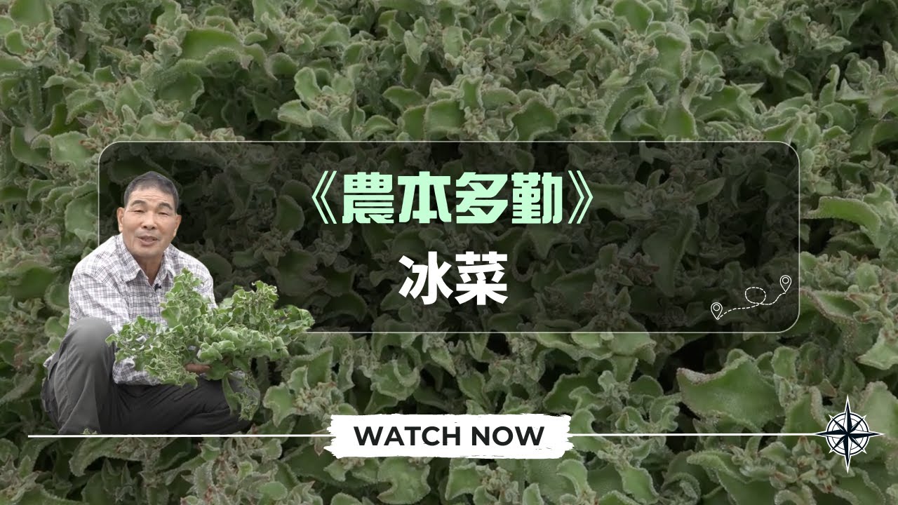 《農本多勤》冰菜