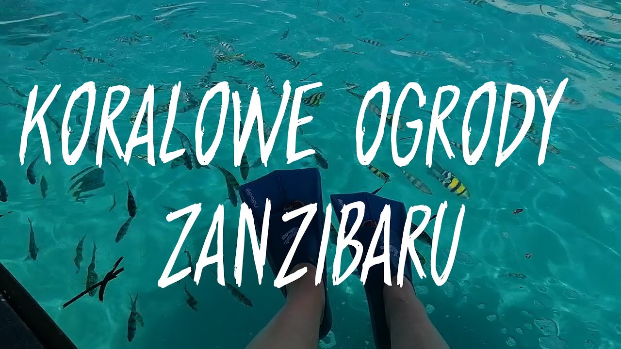 Mnemba trip: najlepsza podwodna wycieczka na Zanzibarze + pływanie z delfinami w oceanie