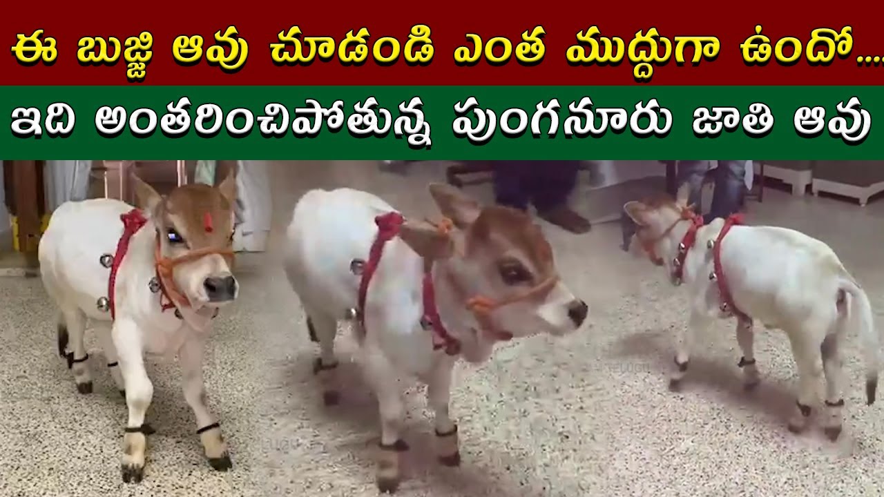Baby Punganuru Cow at Home ||Samayam Telugu
