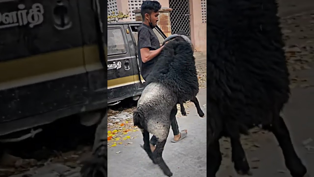 karnatak Sheep Uncontrol 😱