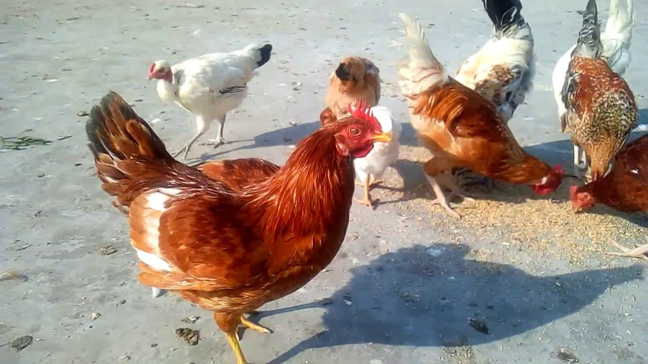 ghar ki chhat par murgi palan kaise karen/Desi hen farming in home