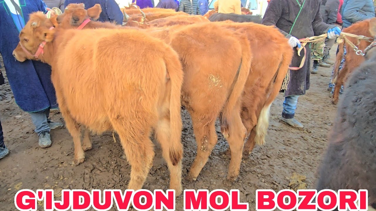 G'ijduvon mol bozori bo'g'oz va yosh g'unojinlar  narxlari. 18 февраля 2026 г.