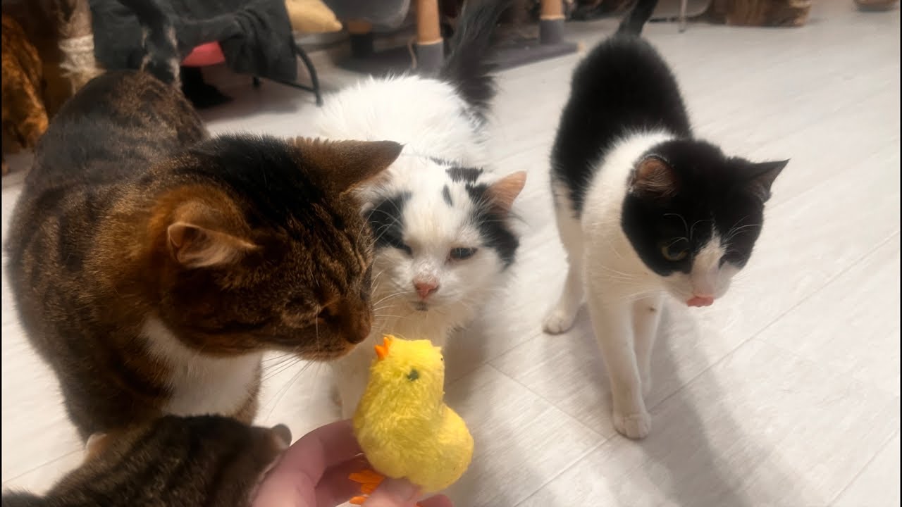 18 cats February 26 live stream in rented apartment