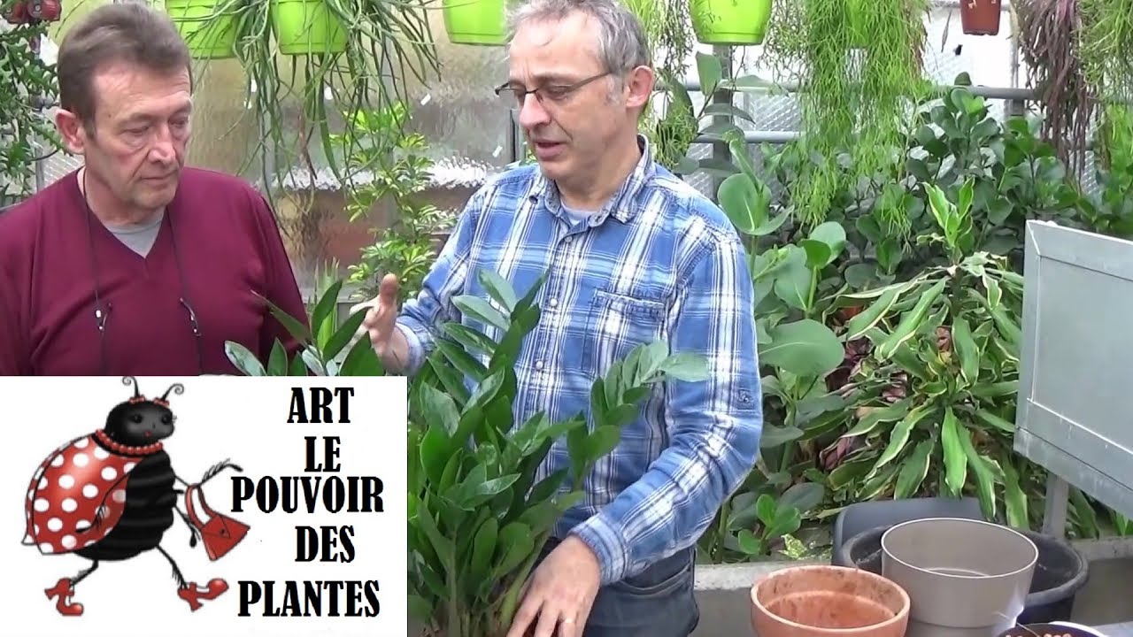 Tuto jardinage: Zamioculcas zamiifolia: Entretien et arrosage: (plante zz)Plante verte d'intérieur