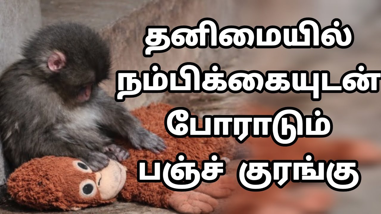 தாயால் கைவிடப்பட்ட பஞ்ச் குரங்கின் கதை #PunchMonkey #JapanMonkey 