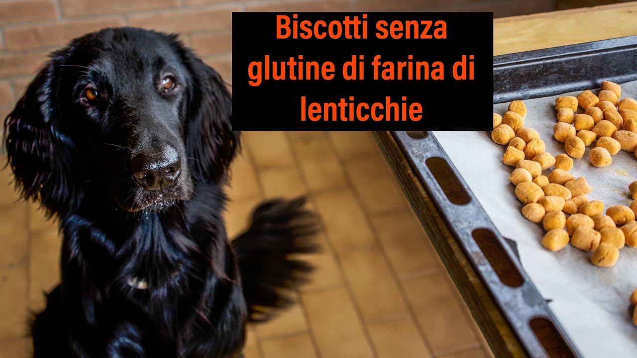 Biscotti per cani e umani, senza glutine fatti con farina di lenticchie