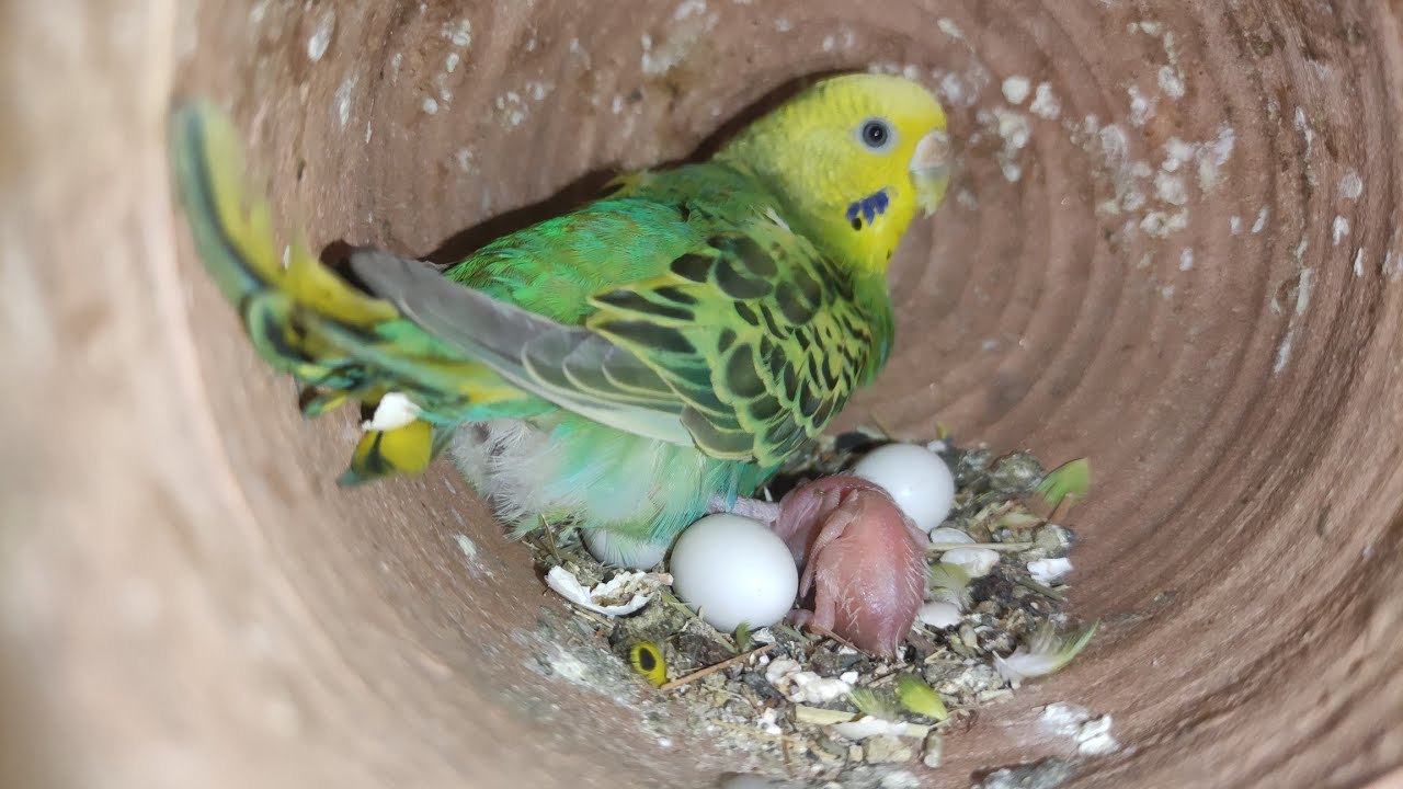 zwair birds is live!