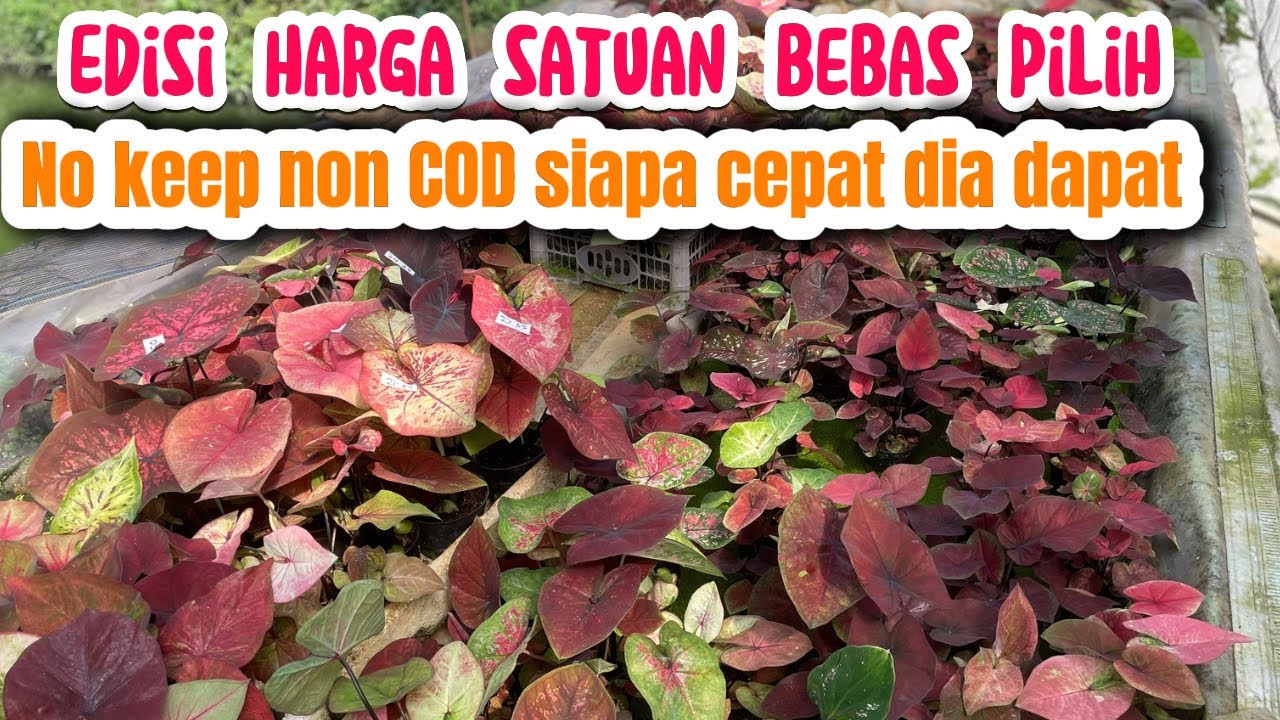 READY ANEKA JENIS || HARGA SATUAN PILIH MANA YANG KAMU SUKA