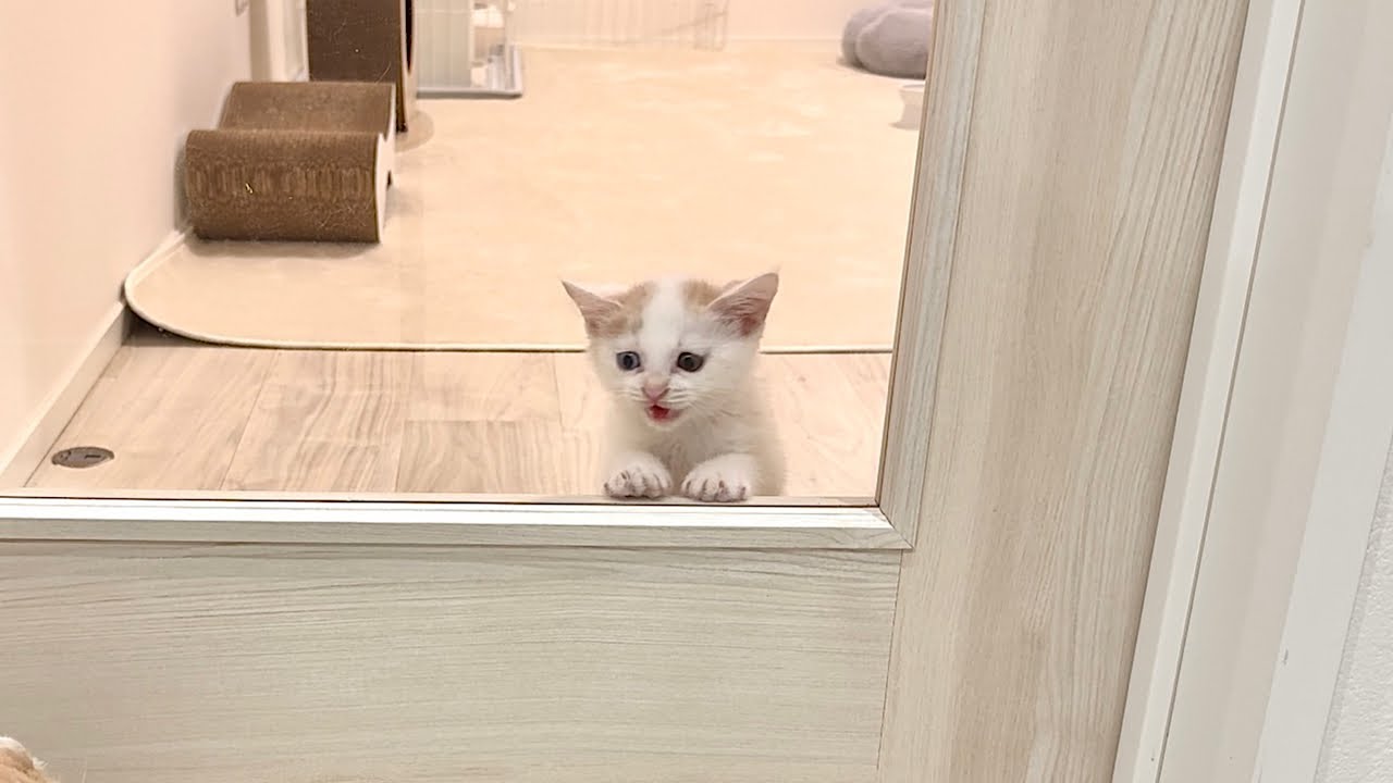 保護した子猫が初めてひとりでお留守番に挑戦したら不安すぎてこうなっちゃいました。