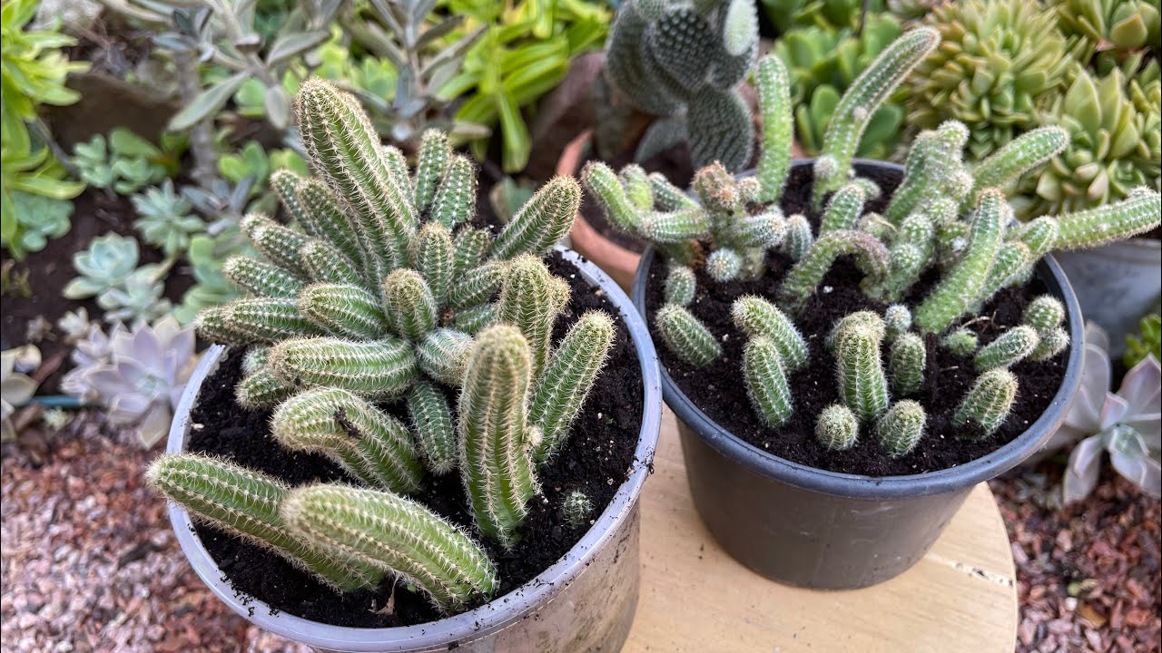 Como RECUPERAR CACTO DESIDRATADO? Cacto Amendoim